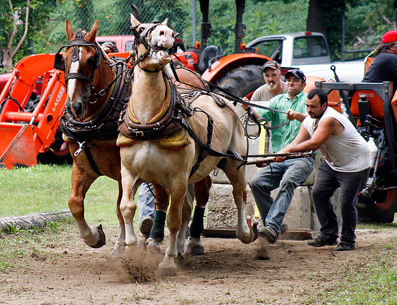Adams Agricultural Fair